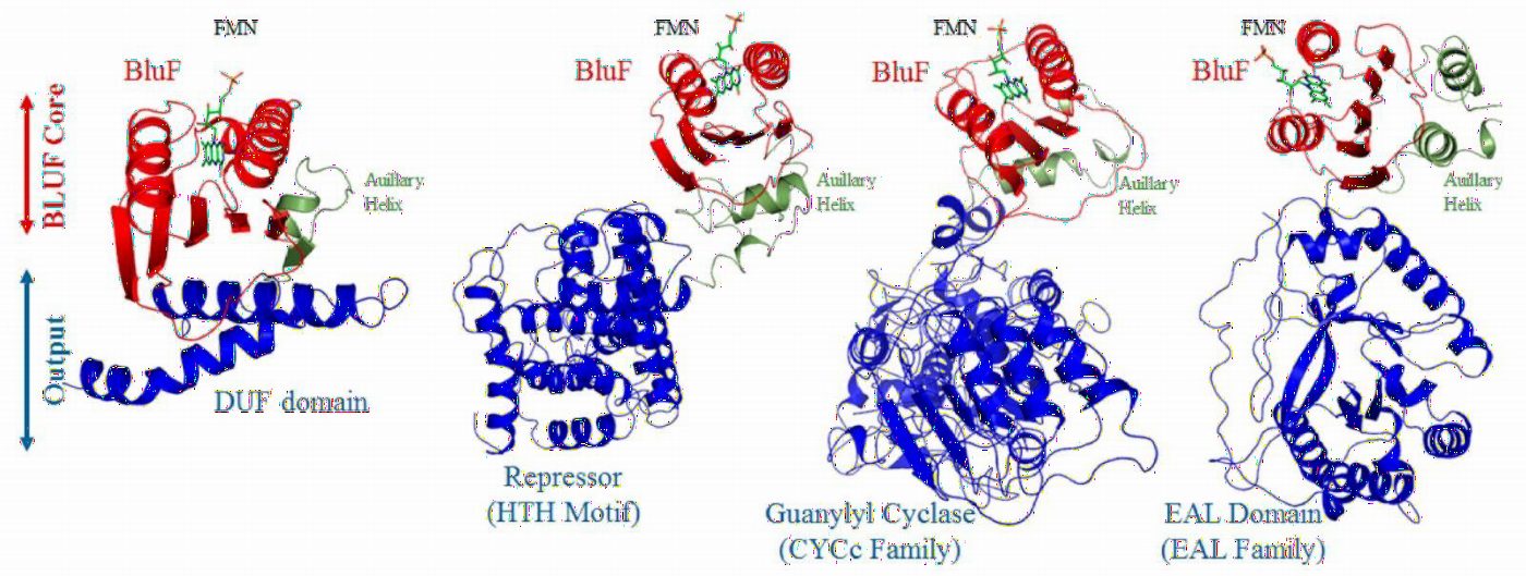 Modular BLUF protein models