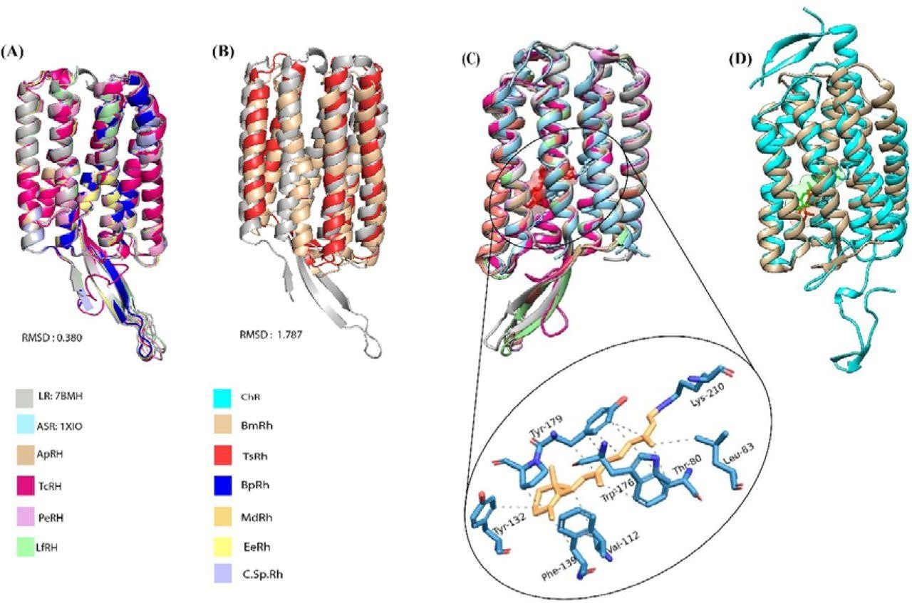 Fungal modular rhodopsin structure